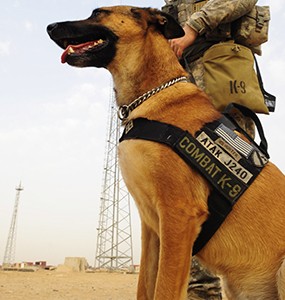 best service dog breeds for ptsd