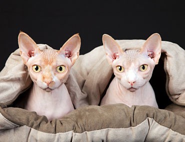 The Sphynx The Sphynx