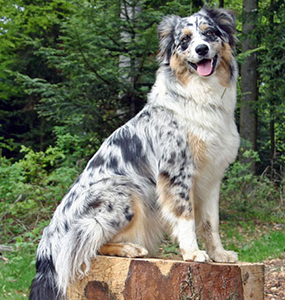 australian shepherd working cattle