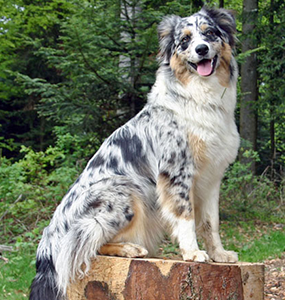 what is the lifespan of a mini australian shepherd