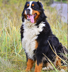 great mountain bernese dog