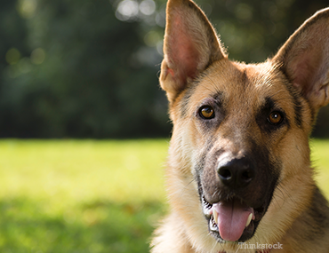 why do puppies stomachs bloat after eating