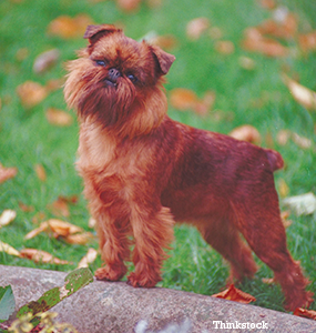 Brussels Griffon Brussels Griffon