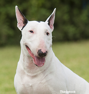 bull terrier forester hi