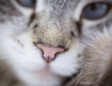 cat missing fur on nose