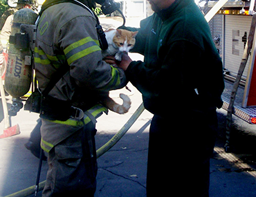 Fire fighters rescuing a cat