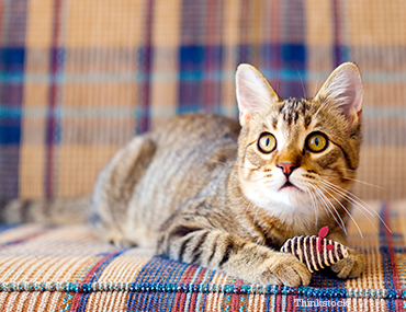 are dogs affected by catnip
