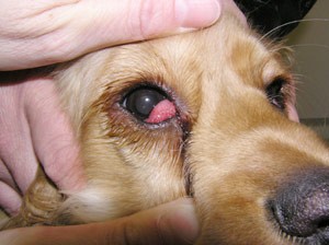 En effektiv ekstensivt sammensnøret Canine Cherry Eye in Dogs