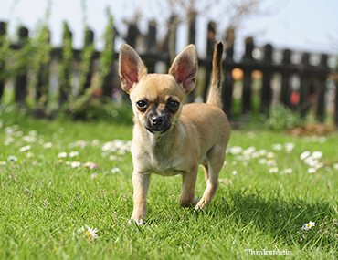 The Chihuahua The Chihuahua