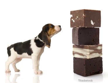 does chocolate affect cats like it does dogs