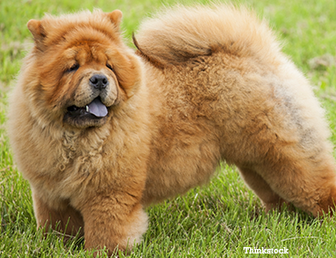chunky chow chow