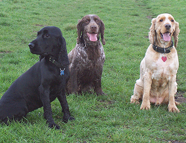 red roan cocker spaniel