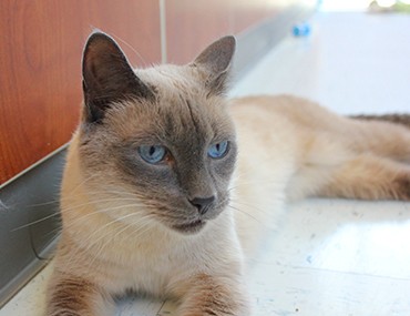 colorpoint shorthair similar breeds