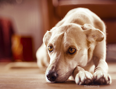 what causes bacteria in dogs urine