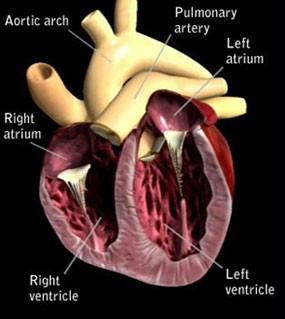 Canine Heart Disease Anatomy of a dog's heart