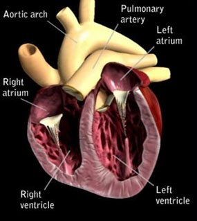 how can i tell if my dog has heart problems