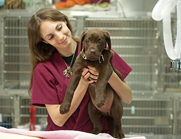 Vet tech holding a puppy