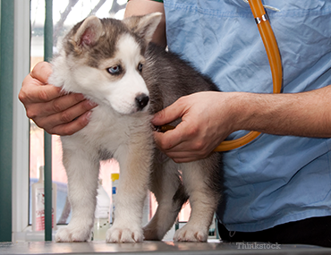 Puppy getting a checkup