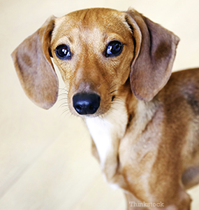 antibiotic cream for dogs ears