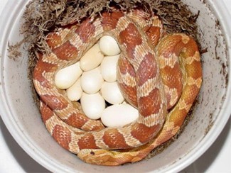 Snake with its eggs