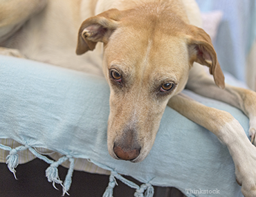 pregnant dog acting strange