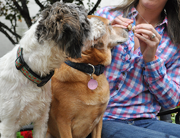 grain sensitivity in dogs