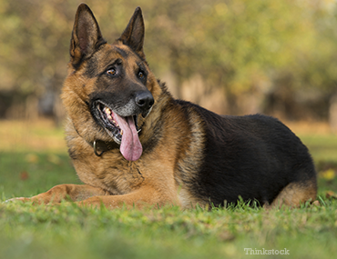 why are german shepherds so smart