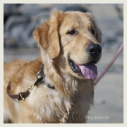 golden retriever seizure