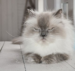 cat keeps missing the litter box