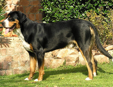 Greater swiss mountain dog long hair clearance