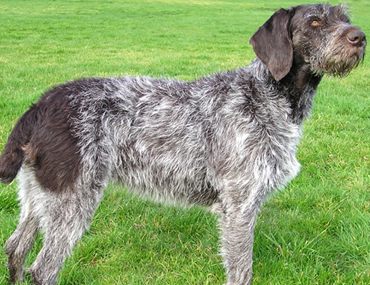 cedarbrook german wirehaired pointers