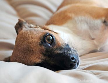 Hypocalcemia In Dogs