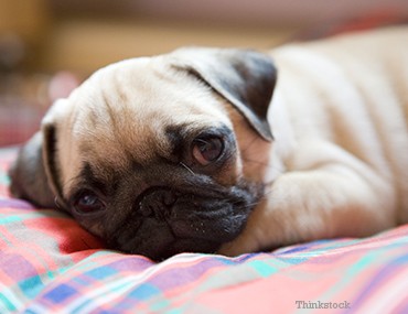 female dog peeing in sleep