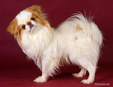 red japanese chin