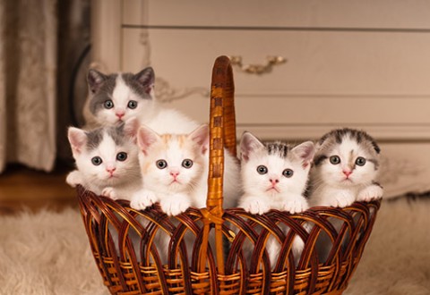 What is Kitten Season?