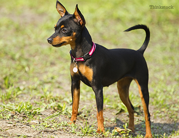 big miniature pinscher