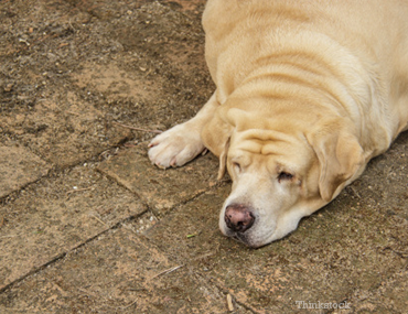 obese dog laying down