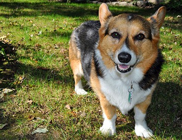 sable white corgi