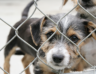 whats wrong with puppy mills