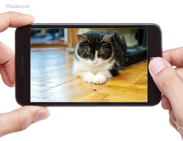 New Technology Will Let You Play with your Dog or Cat Anywhere! Cat playing with a red dog