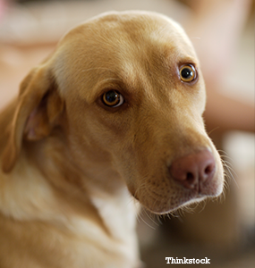 Do looking guilty