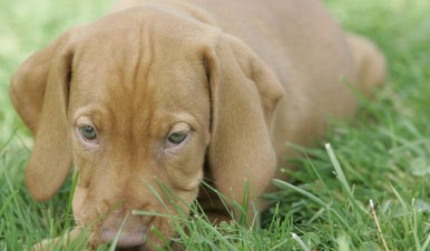 Canine Cryptorchidism - Retained Testicles in Dogs Canine Cryptorchidism - Retained Testicles in Dogs