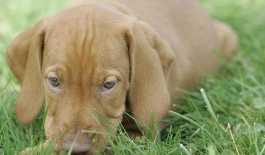 is cryptorchidism in dogs genetic