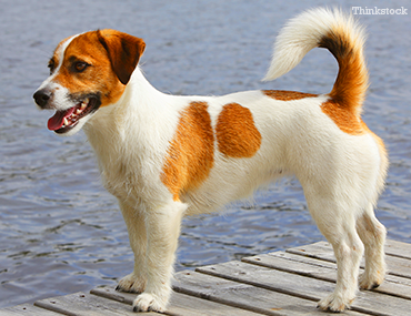 russell type terrier