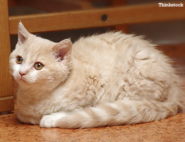 short haired selkirk rex