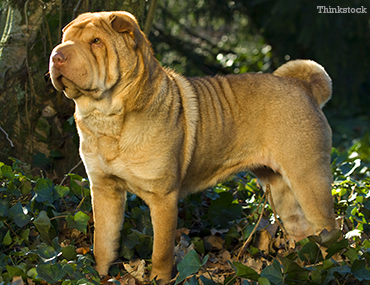 river shoes for dogs