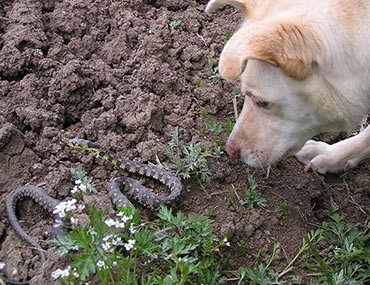 are rattlesnakes dangerous to dogs