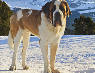 about st bernard dog