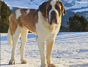 The Saint Bernard