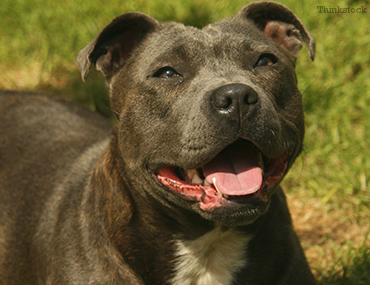 tan and white staffordshire bull terrier